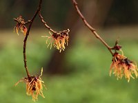 Hamamelis Spanish Spider 2016 01 23 9102